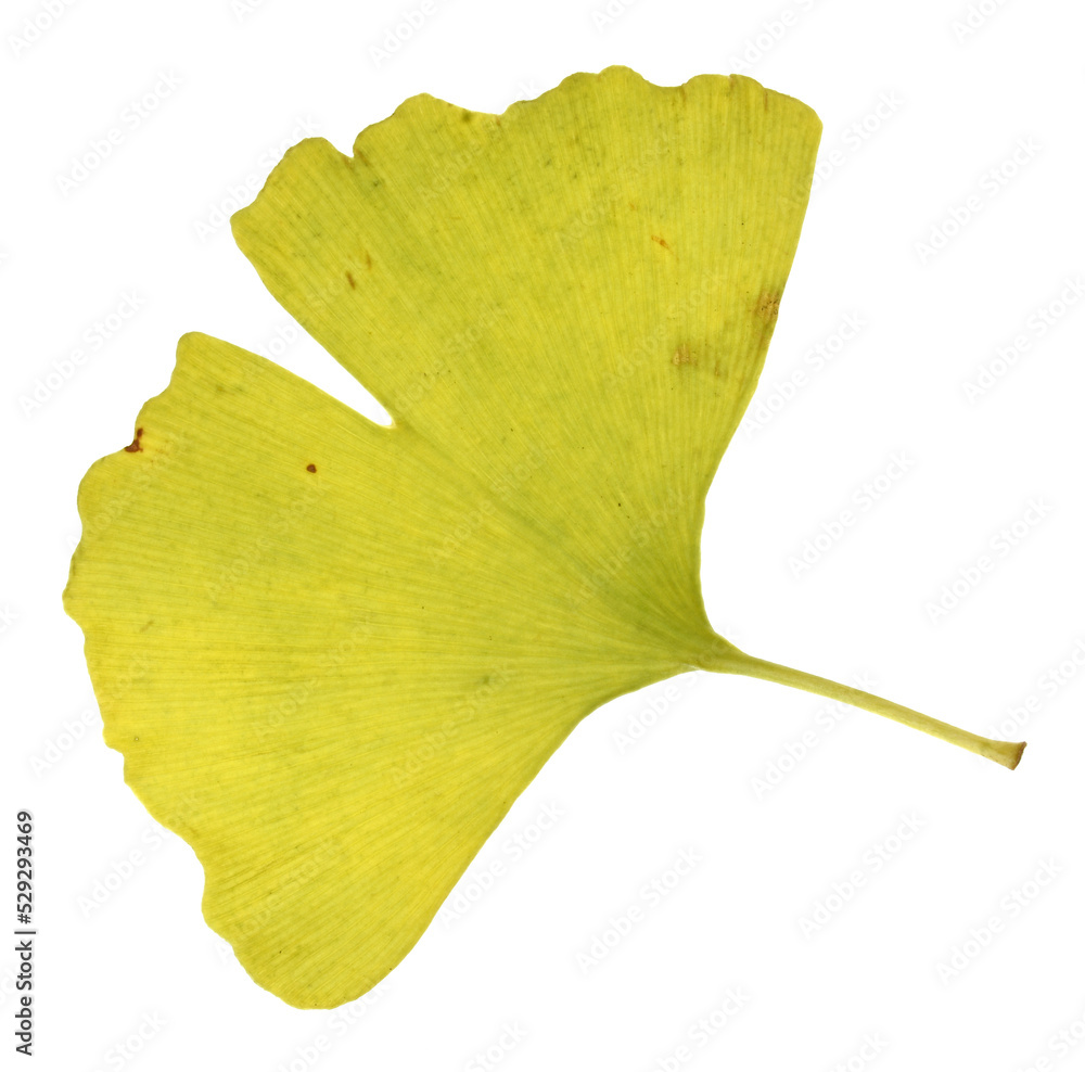 Naklejka premium yellow leaf isolated