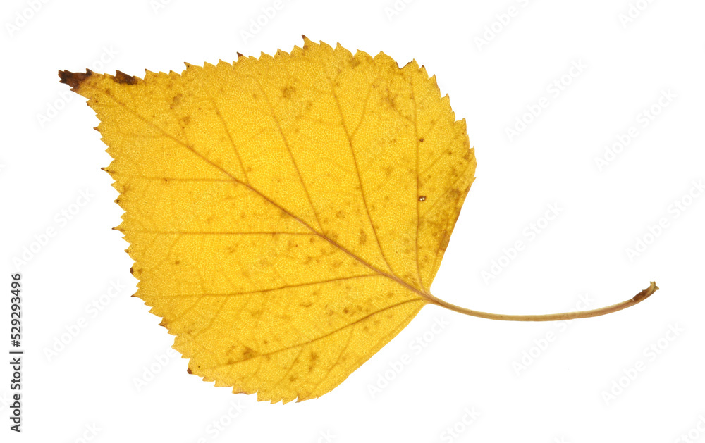 yellow autumn leaf yellow autumn leaf