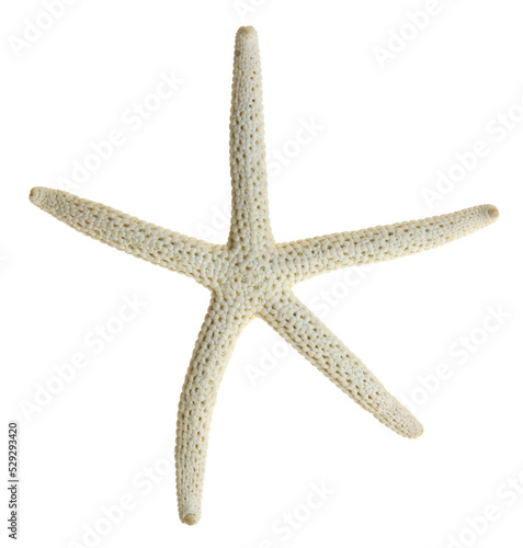 starfish isolated photo