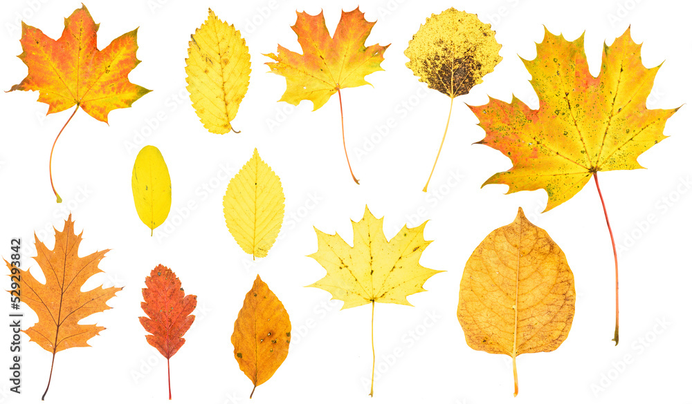 Fotografie autumn leaves isolated
