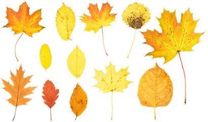 autumn leaves isolated