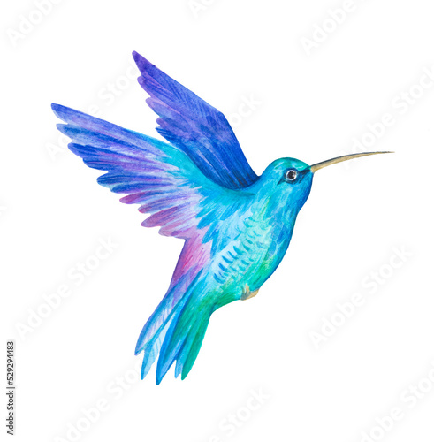 Blue hummingbird. Watercolor illustration. 