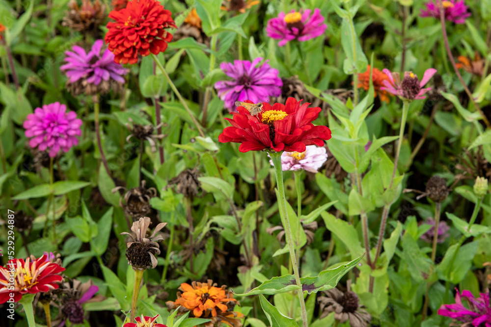 red and yellow flowers red and yellow flowers