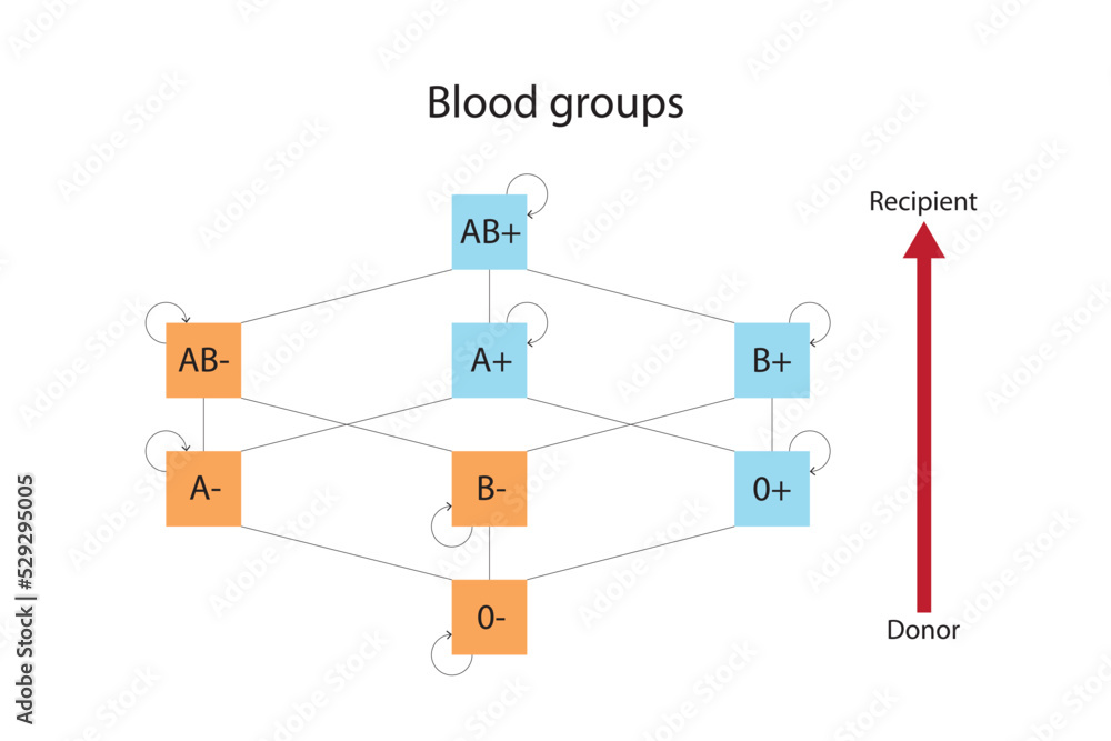 Red blood sell compatibility chart. Recipient and donor blood groups Red blood sell compatibility chart. Recipient and donor blood groups