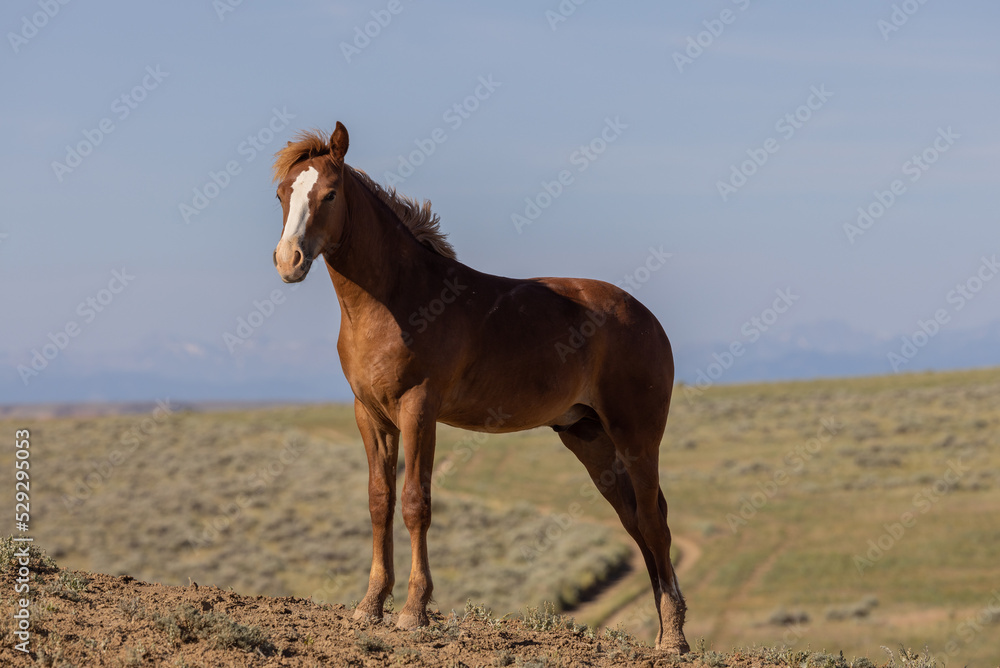 Beautiful Wild Horse in Summer in the Wyoming Desert Beautiful Wild Horse in Summer in the Wyoming Desert