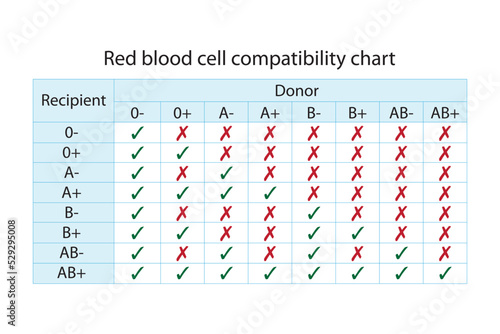 Red blood sell compatibility chart. Recipient and donor blood groups