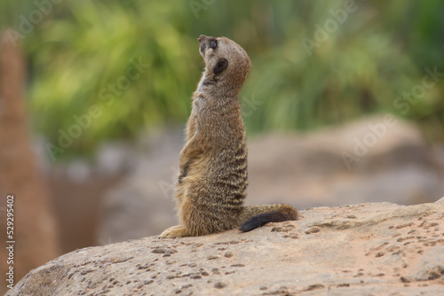 Cute meerkat looking up to the sky checking for predators, meerkat on guard, meerkat sat on a rock whilst on guard duty © Iain