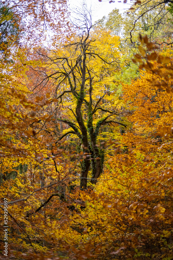 Autumn foliage in the forest of Sant'Antonio in Italy, Pescocostanzo.