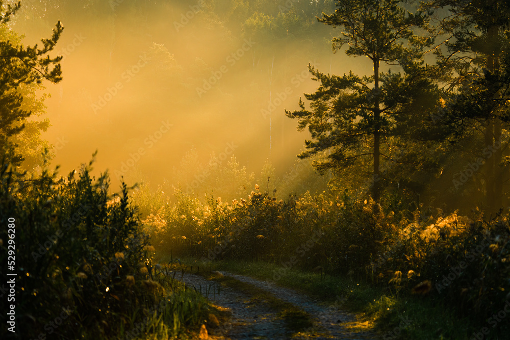 Golden hour in the forest Golden hour in the forest