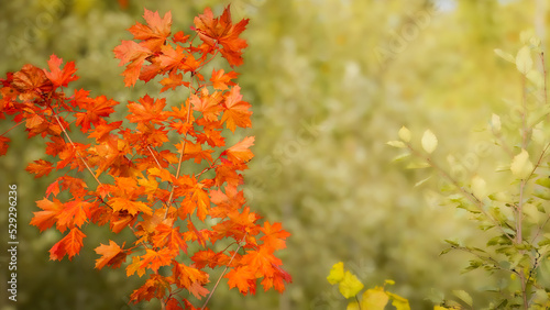 Maple leaves in autumn colors © Modris