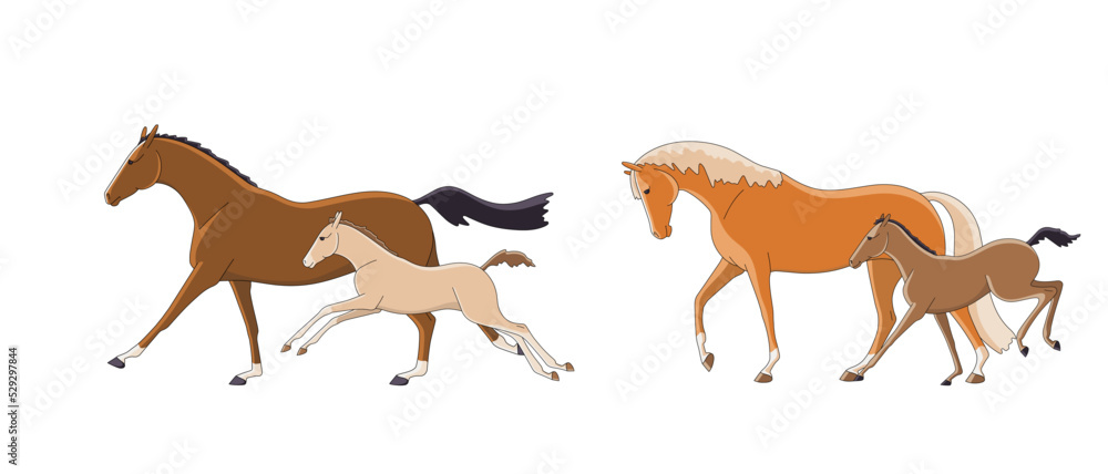 Mares with foals on a walk Mares with foals on a walk
