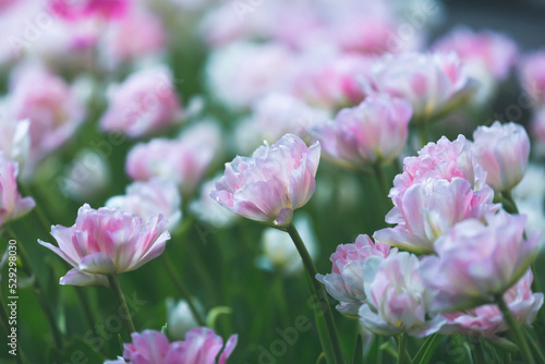 White and pink tulip close-up. Variegated tulips. Floral background for postcards  posters  banners. Delicate petals on a green background. Romantic wallpaper