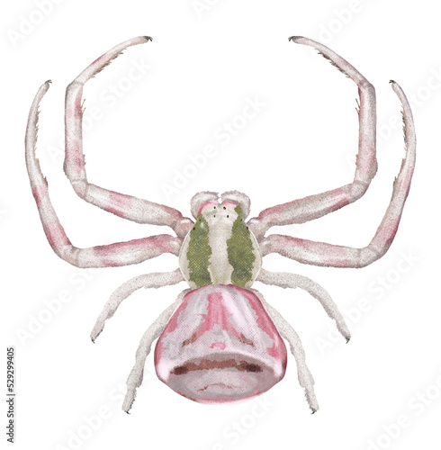Illustration of pink spider on white background	