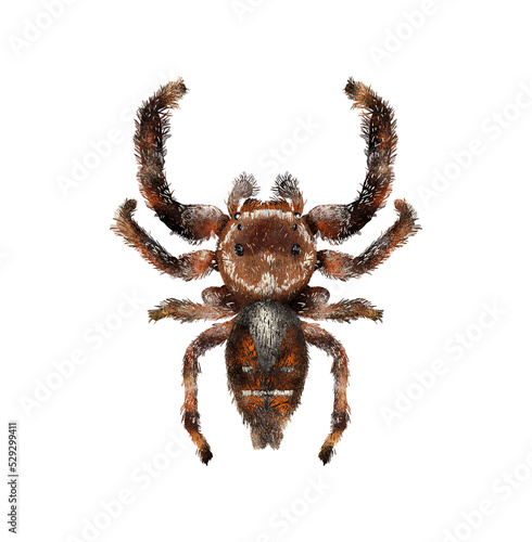 Illustration of brown spider on white background