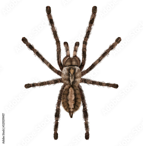 Illustration of brown spider on white background