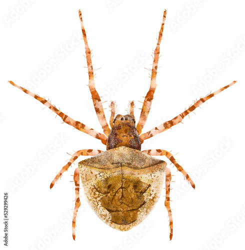 Illustration of orange spider on white background