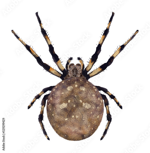 Illustration of brown spider on white background