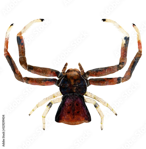 Illustration of brown spider on white background