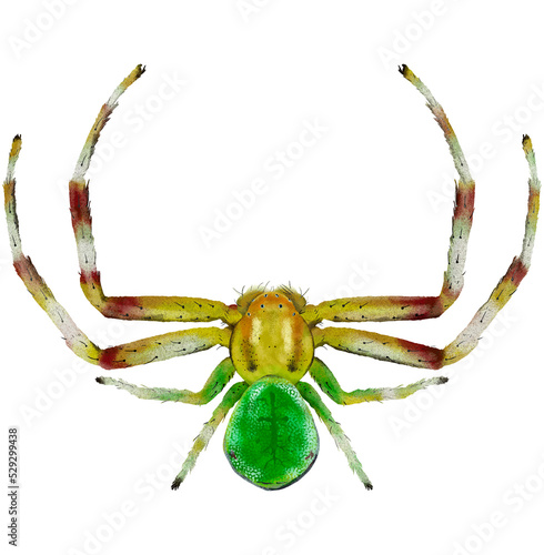 Illustration of yellow and green spider on white background	
