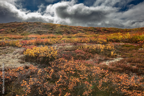 Beautiful fall colours in the Canadian Western Arctic, 