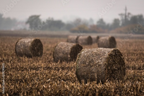 Large rolled hay bales in a field during a gloomy day Fototapet
