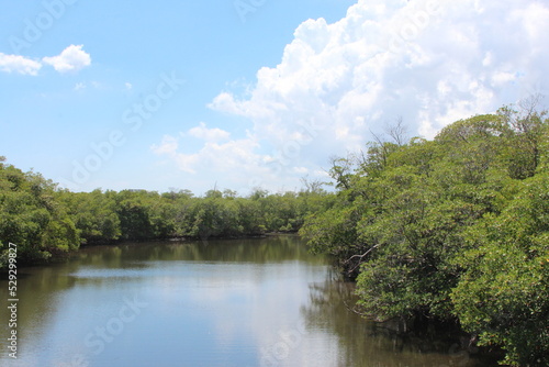 intercoastal green canal water in the everglades