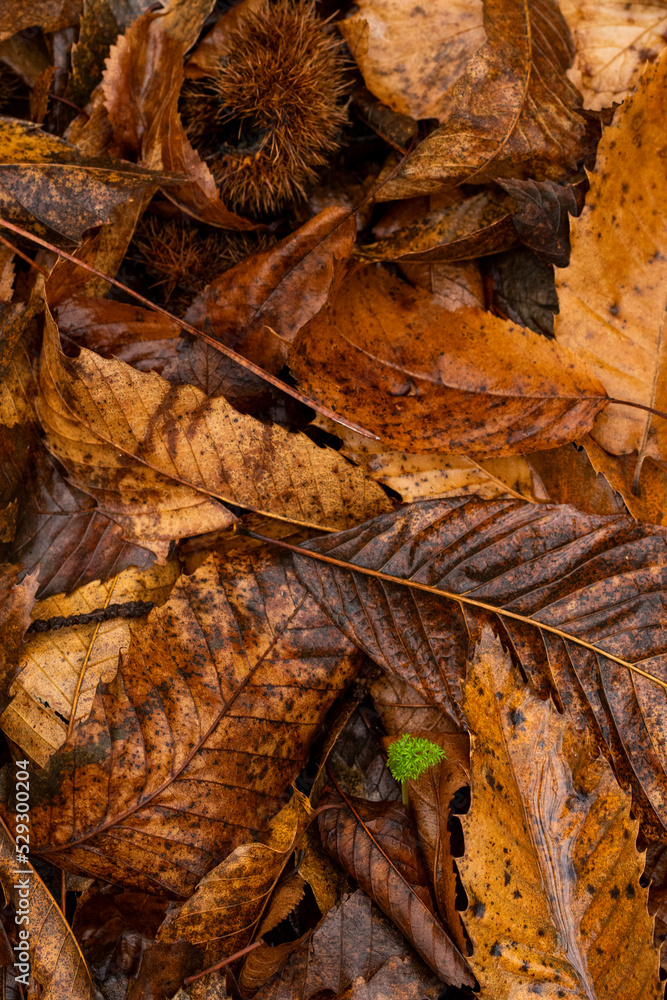 leaf litter leaf litter