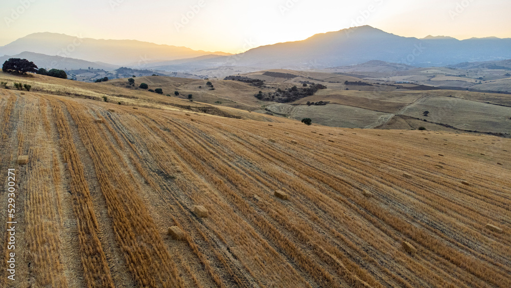 Obraz premium barley field