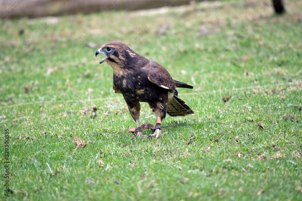 the brown falcon catches its prey in flight the brown falcon catches its prey in flight