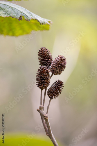 tiny pinecone