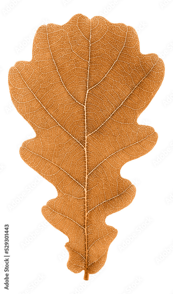Fototapeta premium Autumn brown oak tree leaf cut out