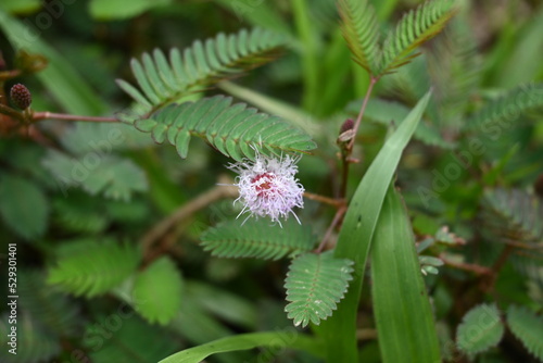 the flower of the shy daughter plant (mimosa pudica)