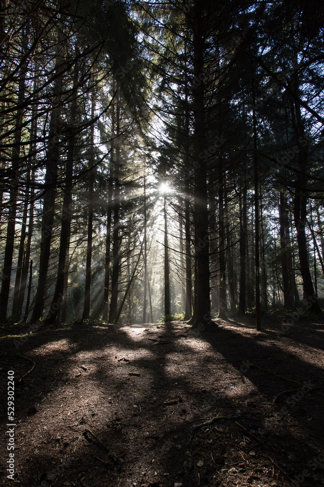 Sunlight emitting through trees in forest Sunlight emitting through trees in forest
