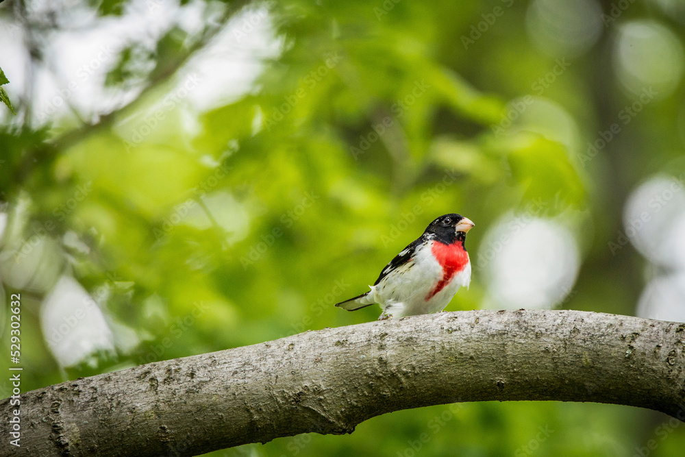 Low angle view of rose-breasted grosbeak perching on branch in forest