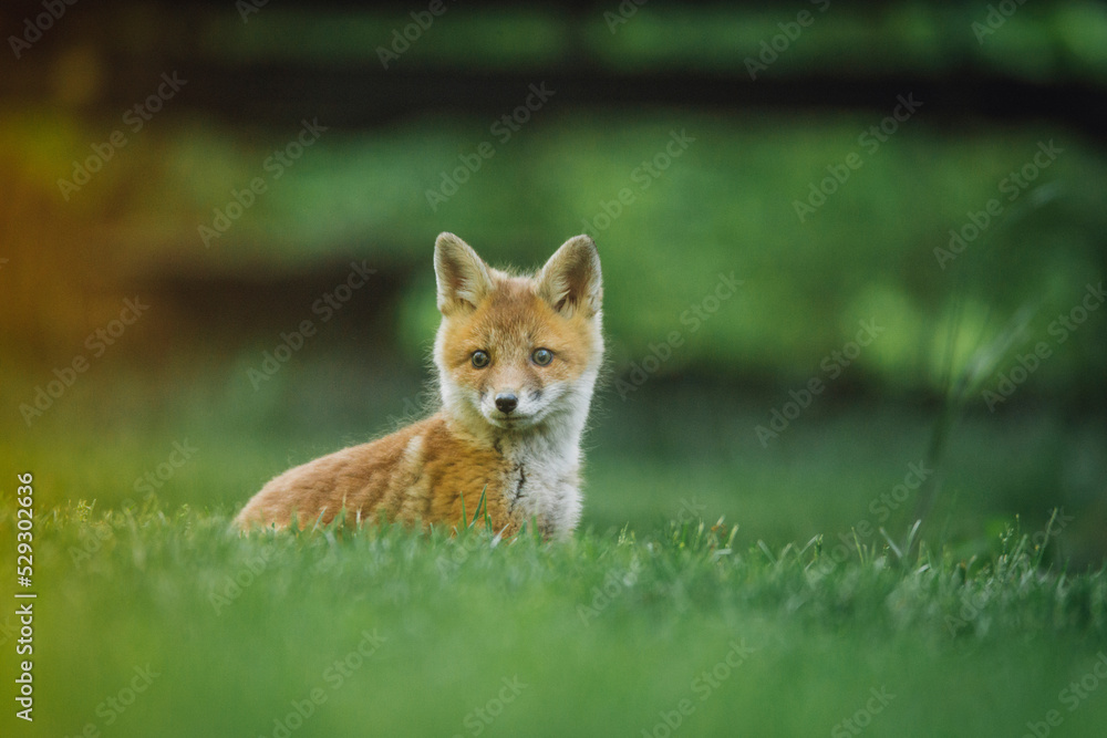 Red fox standing on grassy field Red fox standing on grassy field