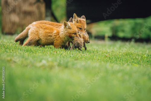 Red foxes carrying dead animal in mouth while walking on grassy field