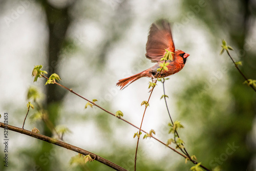 Low angle view of cardinal flying in forest photo