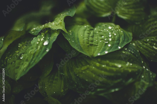 Close-up of wet leaves during monsoon photo