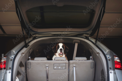 Portrait of Saint Bernard seen through open car trunk