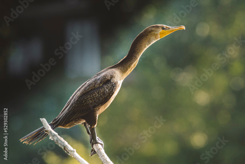 Side view of cormorant perching on branch on sunny day