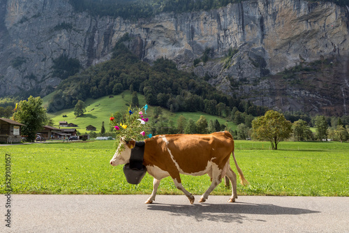 Side view of cow wearing flowers and bell while walking on road by mountain
