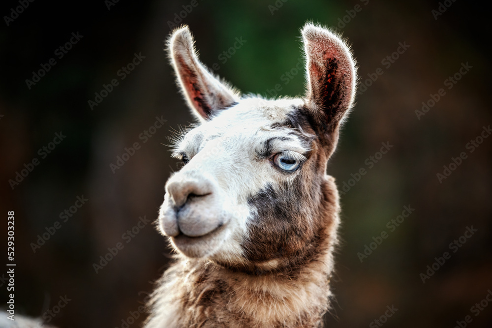 portrait of a blue eyed llama