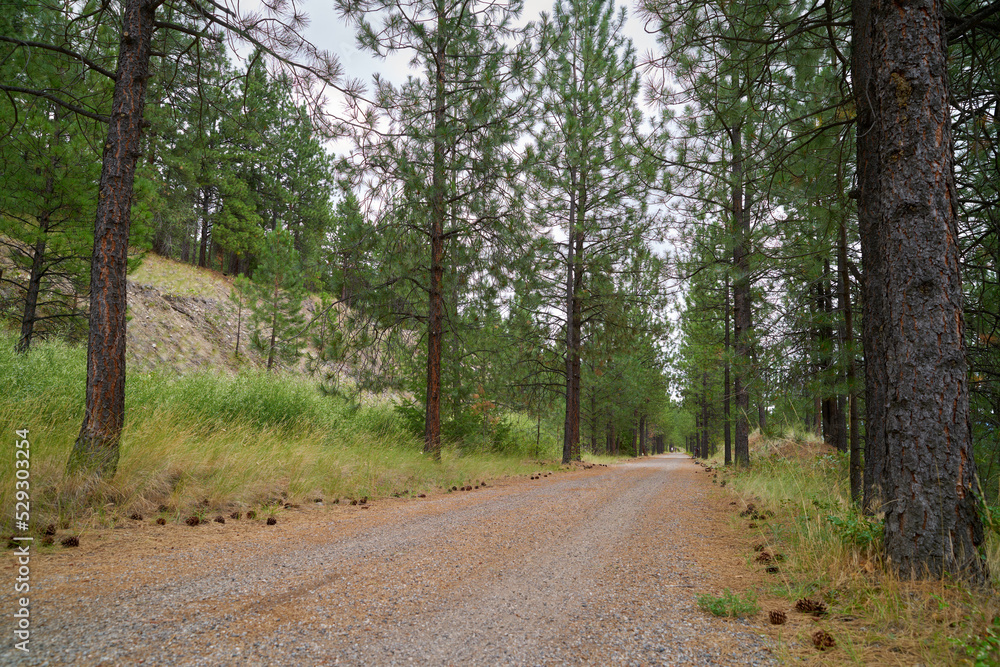 The Kettle Valley Rail Trail through a Pine Forest. The Kettle Valley Rail Trail through a pine forest above the Naramata Bench in the Okanagan Valley, British Columbia, Canada
The Kettle Valley Rail Trail through a Pine Forest. The Kettle Valley Rail Trail through a pine forest above the Naramata Bench in the Okanagan Valley, British Columbia, Canada