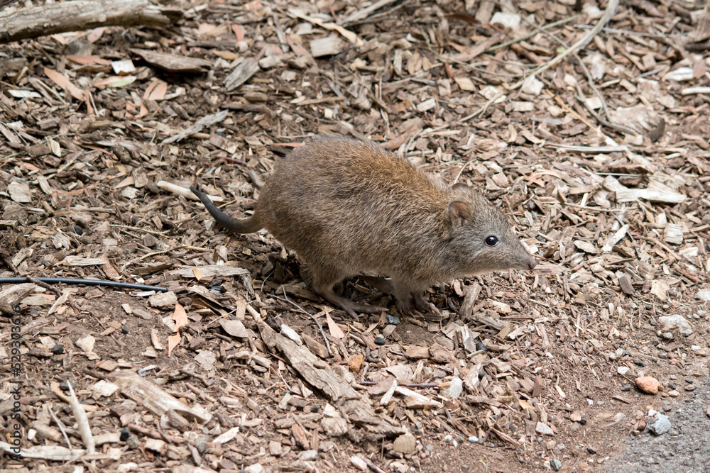 the long nosed potoroo looks similar to a rat the long nosed potoroo looks similar to a rat