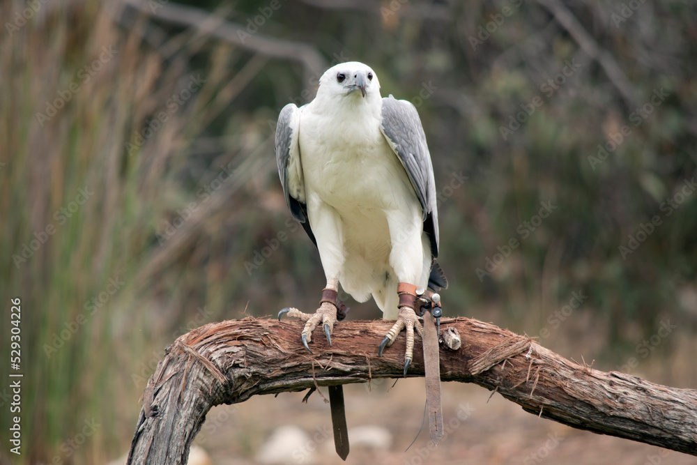 The White-bellied Sea-Eagle is the second largest raptor found in Australia he is standing on a branch The White-bellied Sea-Eagle is the second largest raptor found in Australia he is standing on a branch