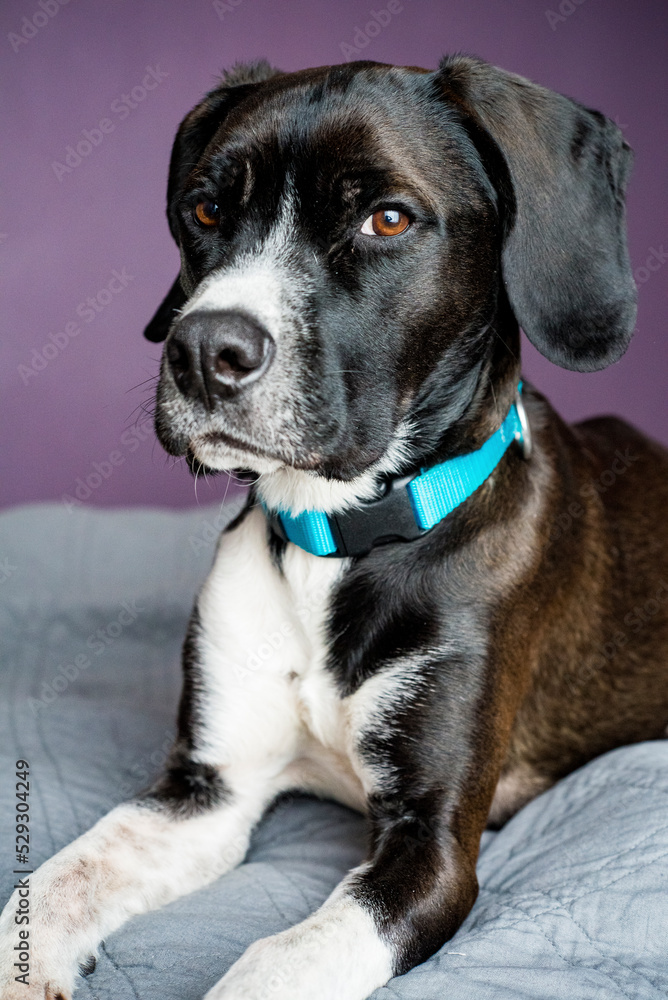 Portrait of dog sitting on blanket at home Portrait of dog sitting on blanket at home