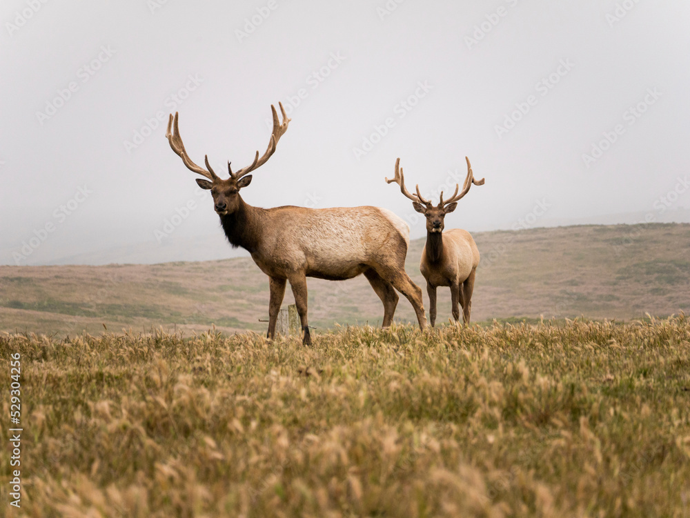 Portrait of full length of elk standing on field against clear sky Portrait of full length of elk standing on field against clear sky