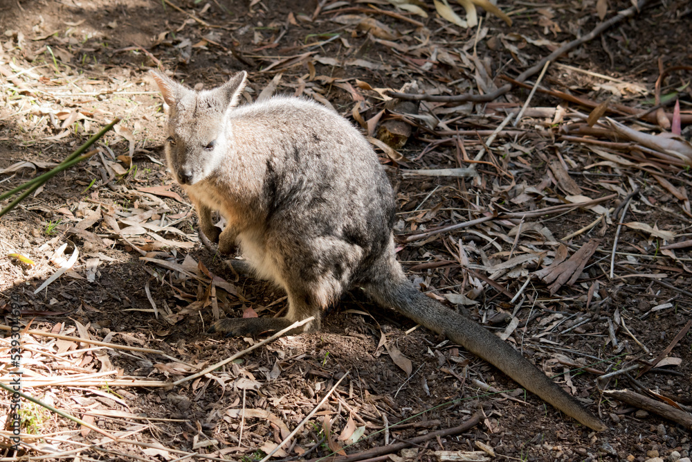 the tammar wallaby is becoming hard to find as their habitat is being destroyed the tammar wallaby is becoming hard to find as their habitat is being destroyed