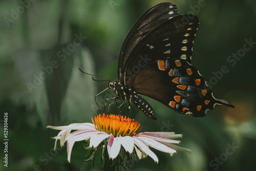 Close-up of butterfly feeding on flower at park photo