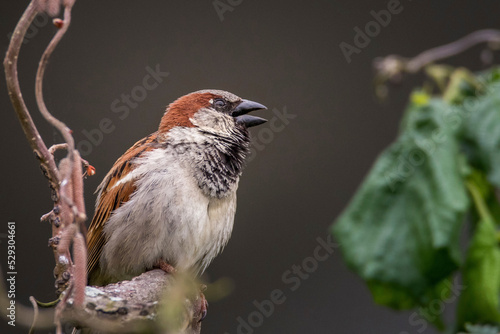 Close-up of sparrow perching on branch